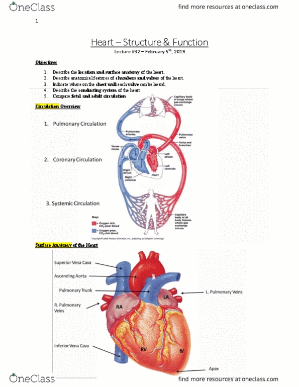 Anatomy and Cell Biology 3319 Lecture Notes - Lecture 32: Circulatory System, Aorta, Pulmonary Circulation thumbnail