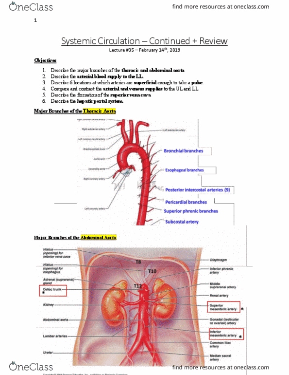 Anatomy and Cell Biology 3319 Lecture Notes - Lecture 34: Superior Vena Cava, Hepatic Portal System, Inferior Mesenteric Artery thumbnail