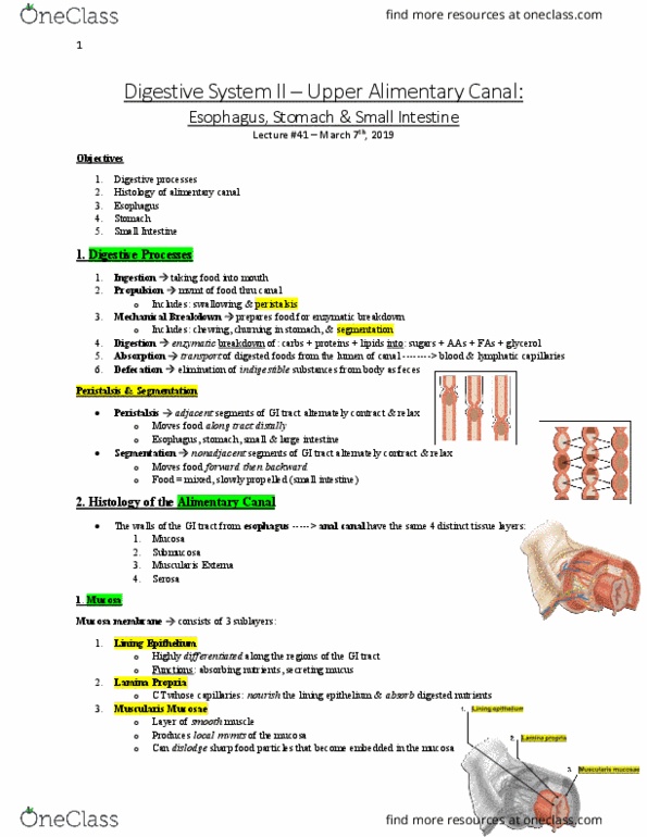 Anatomy and Cell Biology 3319 Lecture Notes - Lecture 41: Muscular Layer, Lamina Propria, Anal Canal thumbnail