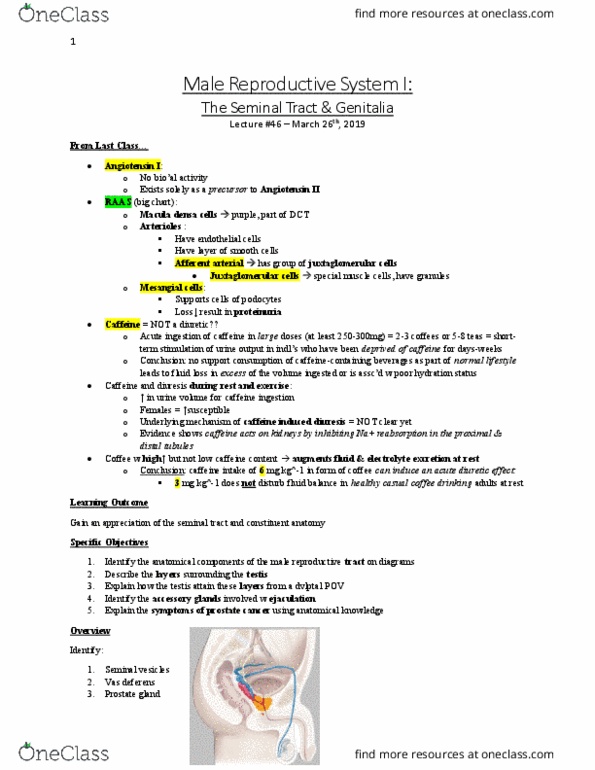 Anatomy and Cell Biology 3319 Lecture Notes - Lecture 46: Macula Densa, Juxtaglomerular Cell, Vas Deferens thumbnail