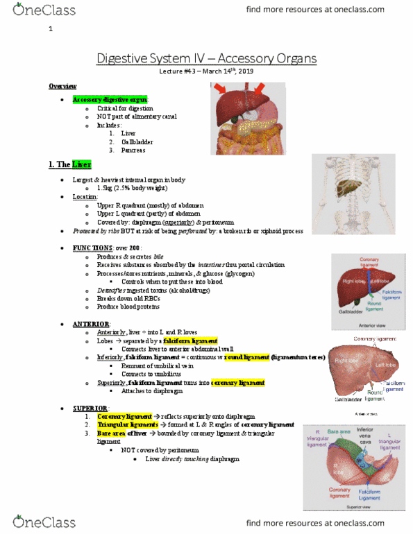 Anatomy and Cell Biology 3319 Lecture Notes - Lecture 43: Falciform Ligament, Coronary Ligament, Gastrointestinal Tract thumbnail