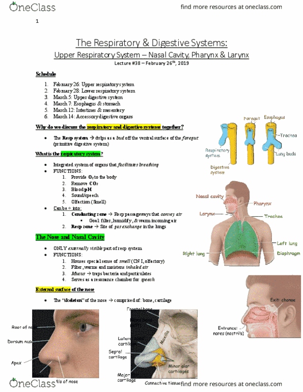 Anatomy and Cell Biology 3319 Lecture Notes - Lecture 38: Resonance Chamber, Foregut, Olfactory Nerve thumbnail