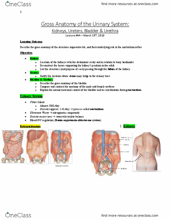Anatomy and Cell Biology 3319 Lecture Notes - Lecture 44: Urination, Gross Anatomy, Kidney Stone Disease thumbnail