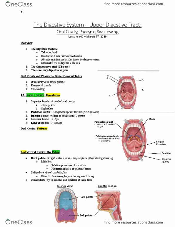 Anatomy and Cell Biology 3319 Lecture Notes - Lecture 40: Soft Palate, Gastrointestinal Tract, Mouth thumbnail