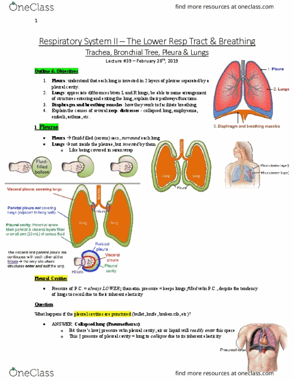 Anatomy and Cell Biology 3319 Lecture Notes - Lecture 39: Pleural Cavity, Muscles Of Respiration, Pneumothorax thumbnail