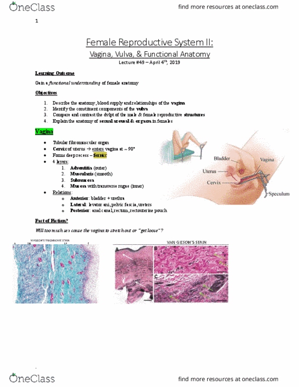 Anatomy and Cell Biology 3319 Lecture Notes - Lecture 49: Recto-Uterine Pouch, Pelvic Fascia, Anal Canal thumbnail