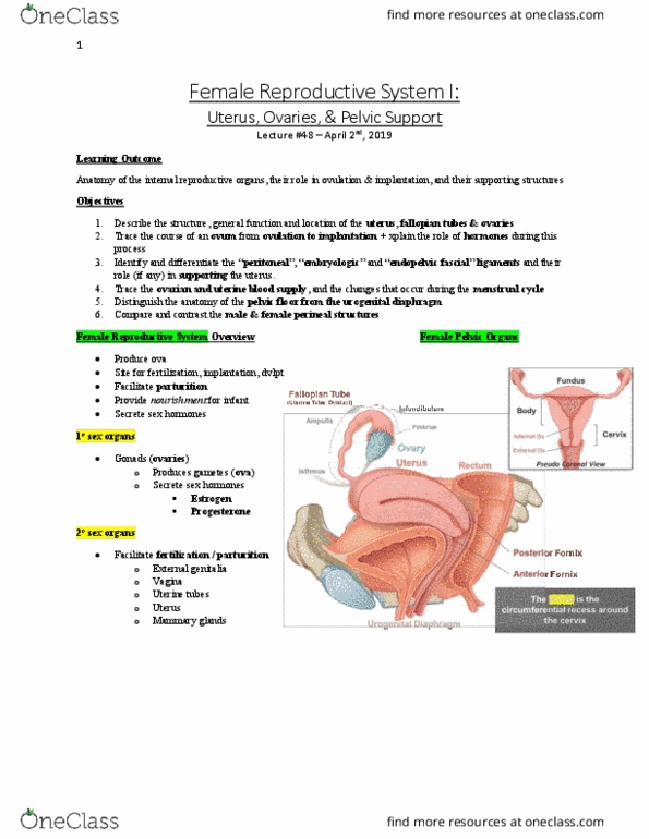 Anatomy and Cell Biology 3319 Lecture Notes - Lecture 48: Urogenital Diaphragm, Pelvic Floor, Fallopian Tube thumbnail