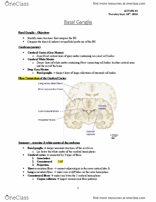 Anatomy and Cell Biology 3319 Lecture Notes - Lecture 5: Basal Ganglia, Commissure, White Matter thumbnail