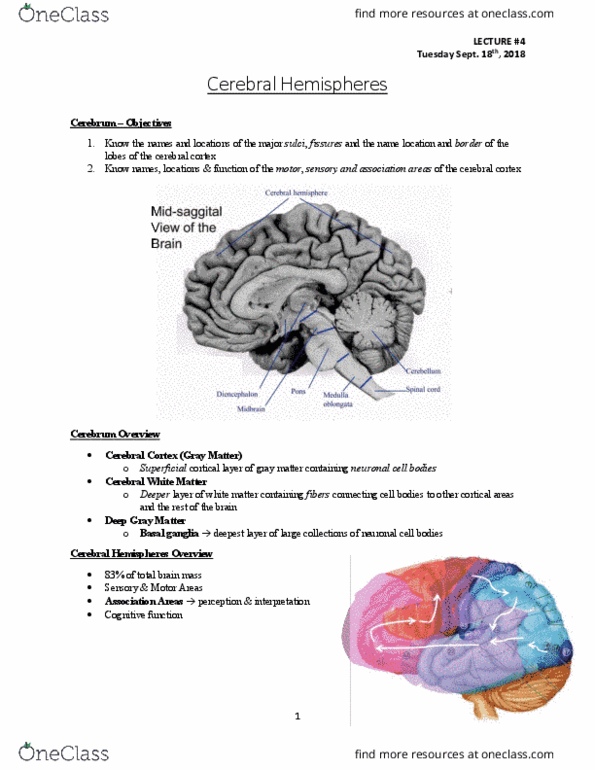 Anatomy and Cell Biology 3319 Lecture Notes - Lecture 4: Cerebral Cortex, Basal Ganglia, White Matter thumbnail