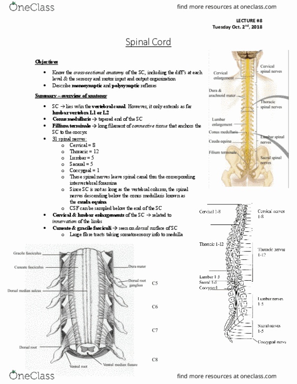 Anatomy and Cell Biology 3319 Lecture Notes - Lecture 8: Conus Medullaris, Cauda Equina, Intervertebral Foramina thumbnail