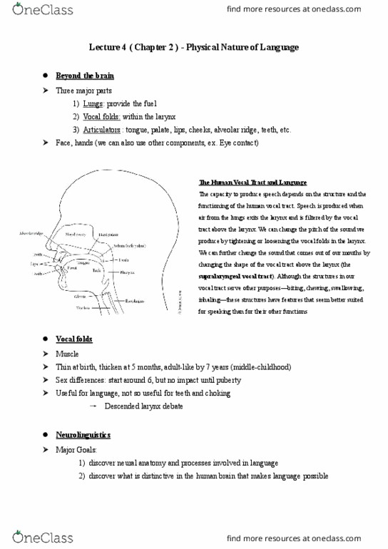 PSY 3136 Lecture Notes - Lecture 4: Vocal Tract, Vocal Folds, Neurolinguistics thumbnail