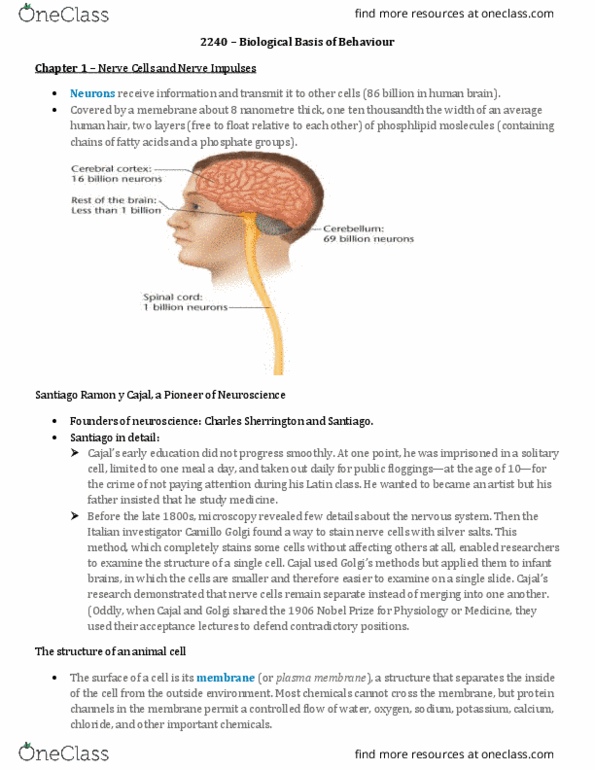 PSYC 2240 Chapter Notes - Chapter 1-3: Camillo Golgi, Cell Membrane, Nanometre thumbnail