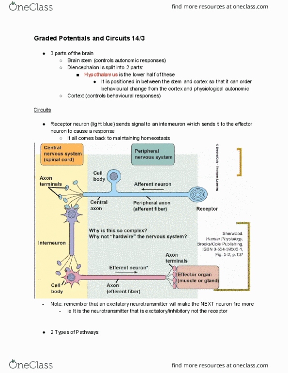 PHYS20008 Lecture Notes - Lecture 6: Excitatory Synapse, Brainstem, Diencephalon thumbnail