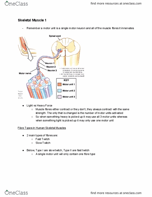 PHYS20008 Lecture Notes - Lecture 9: Myocyte, Motor Unit, Motor Neuron thumbnail