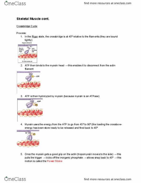 PHYS20008 Lecture Notes - Lecture 10: Phosphate, Ford Power Stroke Engine, Actin thumbnail
