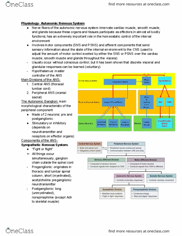 Physiology 1021 Lecture Notes - Lecture 8: Autonomic Nervous System, Autonomic Ganglion, Sympathetic Ganglion thumbnail