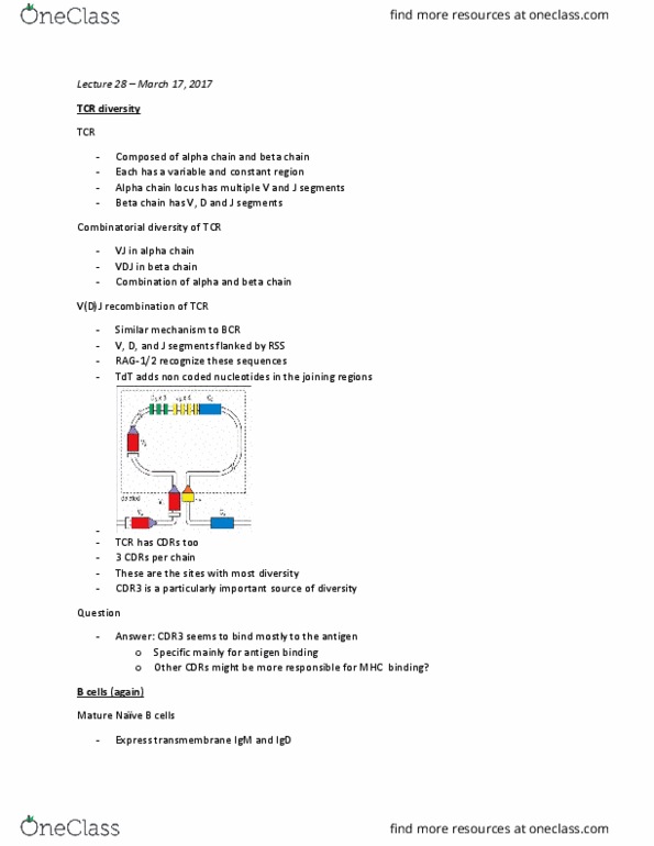 MIMM 214 Lecture Notes - Lecture 27: V(D)J Recombination, Immunoglobulin D, Immunoglobulin M thumbnail