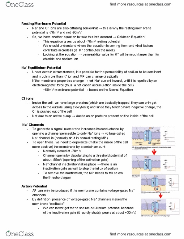 PSL300H1 Lecture Notes - Lecture 2: Nernst Equation, Goldman Equation, Threshold Potential thumbnail