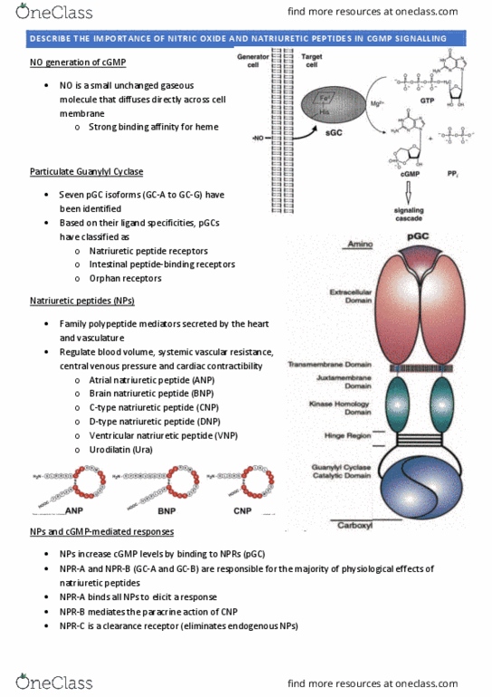 PHSI3009 Lecture Notes - Lecture 18: Natriuretic Peptide, Vascular Resistance, Central Venous Pressure thumbnail