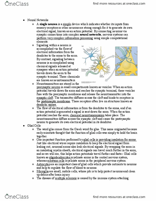 PSB 4002 Lecture Notes - Lecture 2: Myelin, Neuroglia, Peripheral Nervous System thumbnail