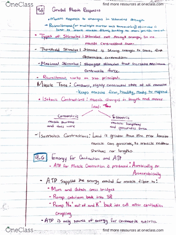 BSC 2085 Lecture 9: muscle response and contraction thumbnail