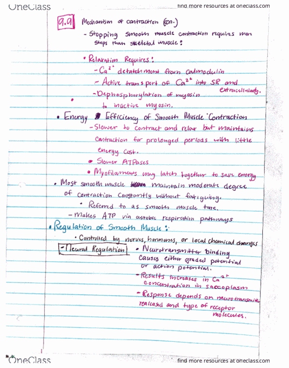 BSC 2085 Lecture 9: muscle mechanism of contraction thumbnail