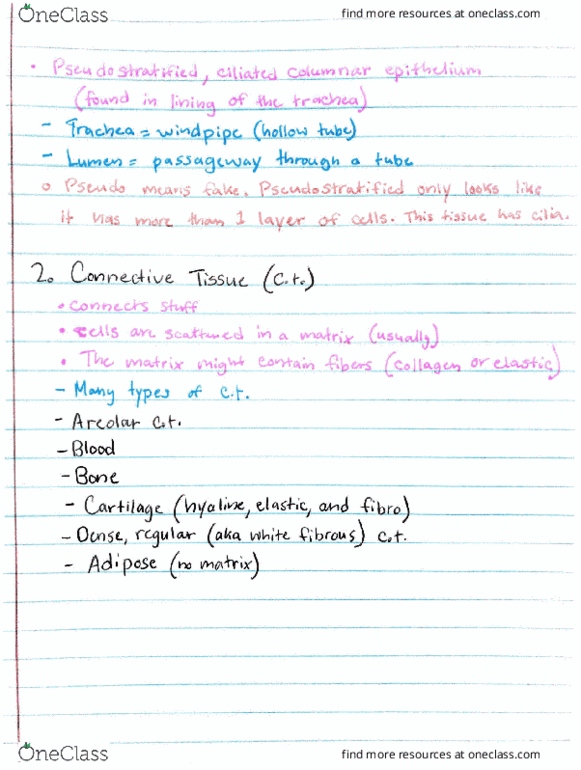 BSC 2085 Lecture 4: connective and ciliated tissue thumbnail