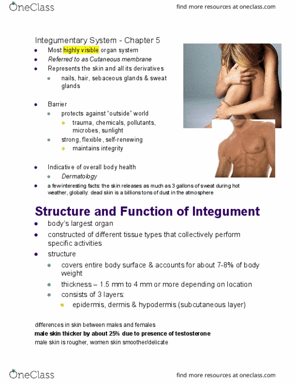 BIOL-3150 Lecture Notes - Lecture 15: Subcutaneous Tissue, Integument, Sebaceous Gland thumbnail