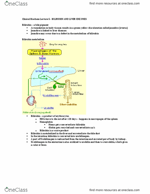 Biochemistry 3386B Lecture Notes - Lecture 5: Urobilinogen, Bilirubin, Stercobilin thumbnail