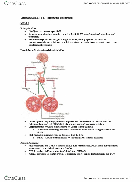 Biochemistry 3386B Lecture Notes - Lecture 6: Sertoli Cell, Dehydroepiandrosterone, Anterior Pituitary thumbnail