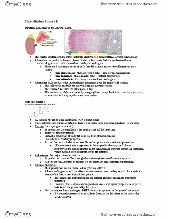 Biochemistry 3386B Lecture Notes - Lecture 4: Zona Glomerulosa, Zona Reticularis, Adrenal Medulla thumbnail