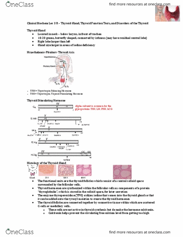 Biochemistry 3386B Lecture Notes - Lecture 3: Thyroid Hormones, Thyroid, Follicular Cell thumbnail