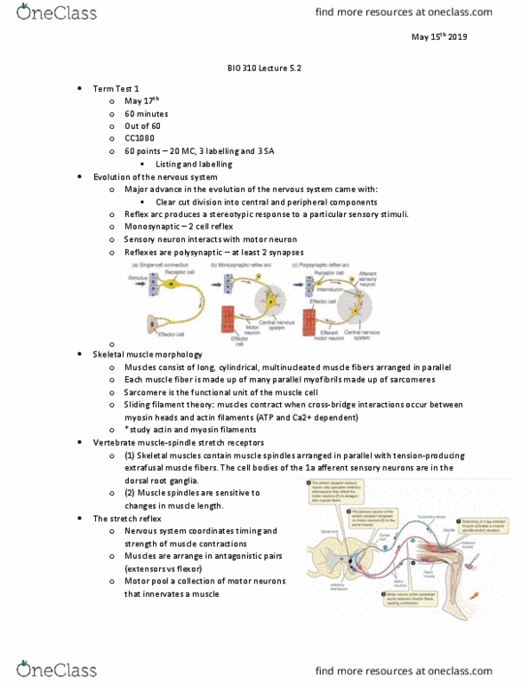 BIO310H5 Lecture Notes - Lecture 5: Dorsal Root Ganglion, Muscle Spindle, Reflex Arc thumbnail