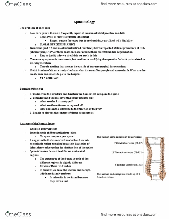 Physiology 4530A/B Lecture Notes - Lecture 5: Thoracic Vertebrae, Synovial Joint, Coccyx thumbnail