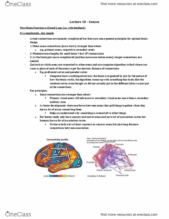 Psychology 2220A/B Lecture Notes - Lecture 10: Prefrontal Cortex, Cerebral Cortex, Motor Cortex thumbnail