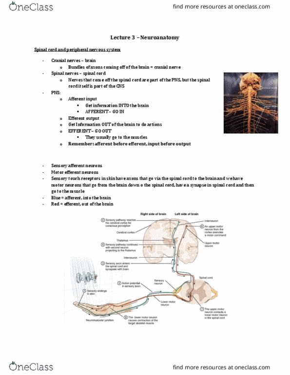 Psychology 2220A/B Lecture Notes - Lecture 3: Efferent Nerve Fiber, Cranial Nerves, Spinal Nerve thumbnail