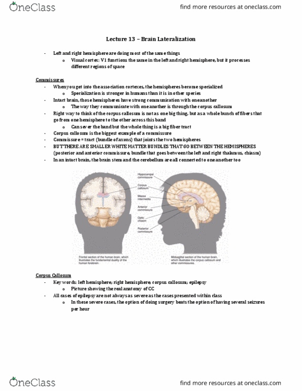 Psychology 2220A/B Lecture Notes - Lecture 13: Commissure, Brainstem, White Matter thumbnail