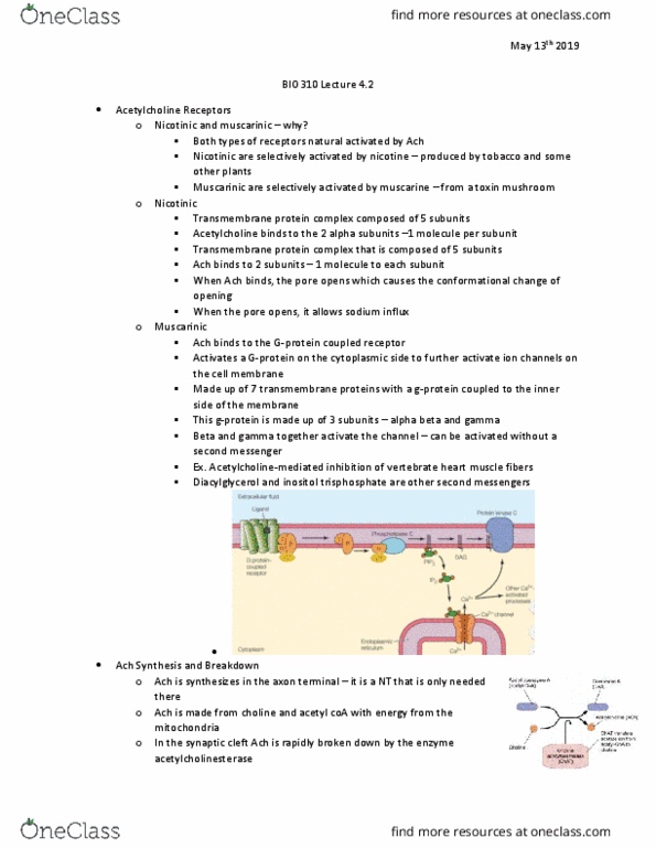 BIO310H5 Lecture Notes - Lecture 4: Inositol Trisphosphate, Acetyl-Coa, Muscarine thumbnail