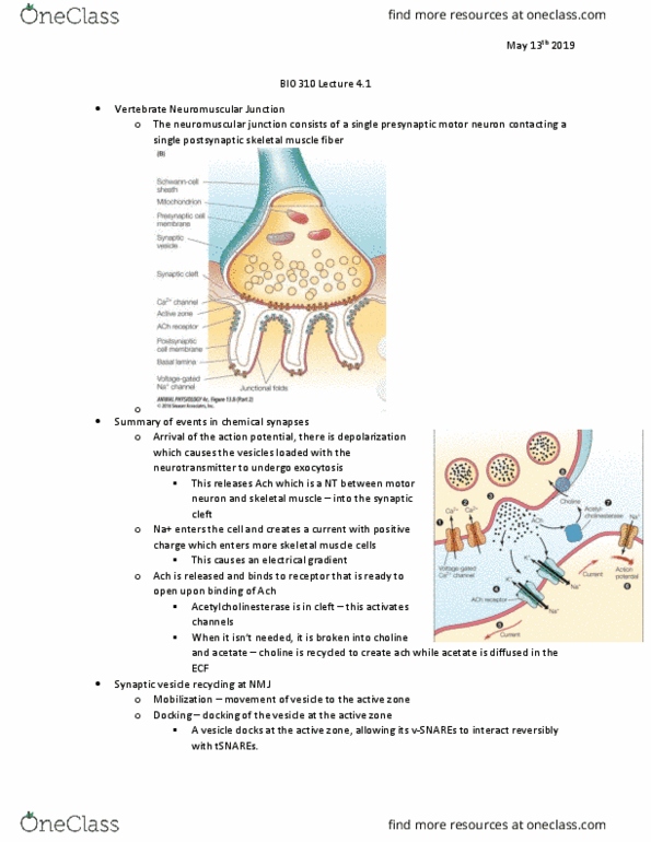 BIO310H5 Lecture Notes - Lecture 4: Neuromuscular Junction, Skeletal Muscle, Motor Neuron thumbnail