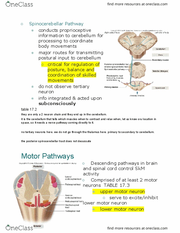 BIOL-3150 Lecture Notes - Lecture 37: Upper Motor Neuron, Spinocerebellar Tract, Motor Neuron thumbnail
