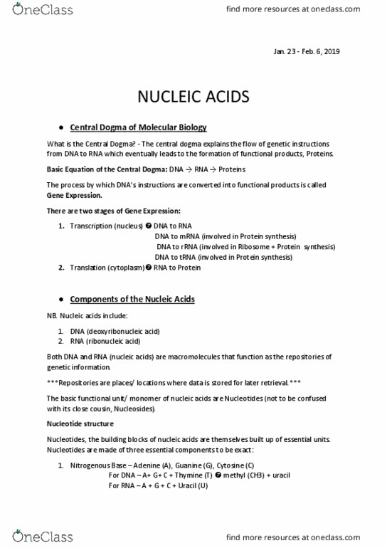 BIO 1213 Lecture Notes - Lecture 5: Central Dogma Of Molecular Biology, Uracil, Nitrogenous Base thumbnail