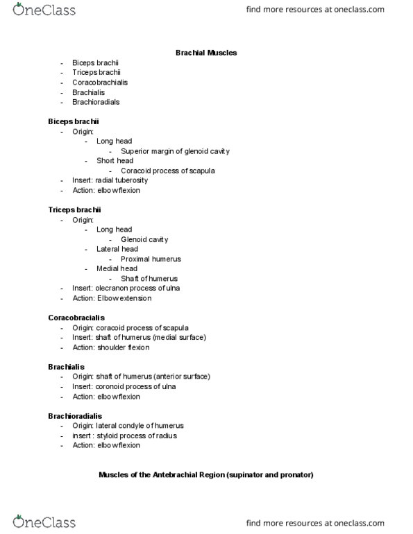 KINS 1223 Lecture Notes - Lecture 4: Triceps Brachii Muscle, Biceps, Glenoid Cavity thumbnail