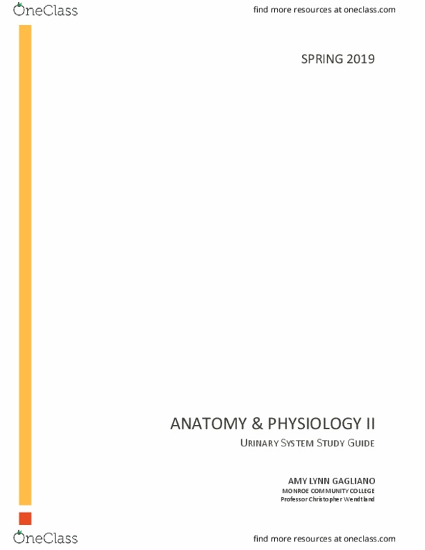 BIO 145 Lecture Notes - Lecture 11: Monroe Community College, Descending Aorta, Angiotensin thumbnail