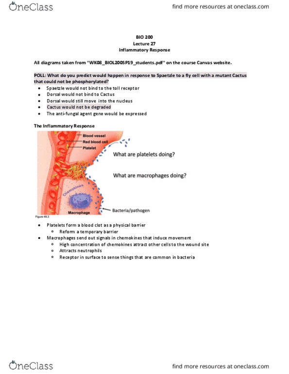 BIOL 200 Lecture Notes - Lecture 27: Chemokine, Neutrophil, Histamine thumbnail