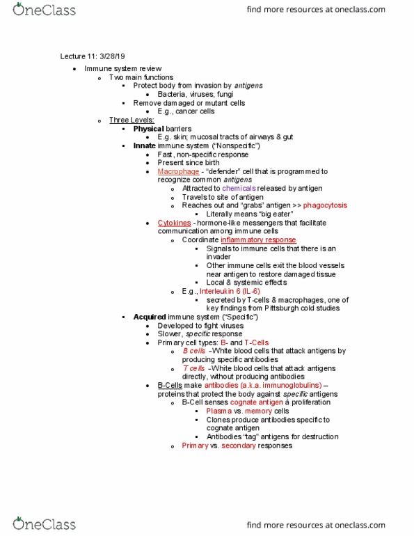 CAS PS 332 Lecture Notes - Lecture 11: Innate Immune System, Primary Cell, Antigen thumbnail