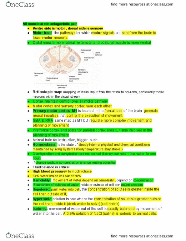 PSY 351LEC Lecture Notes - Lecture 16: Posterior Parietal Cortex, Primary Motor Cortex, Prefrontal Cortex thumbnail