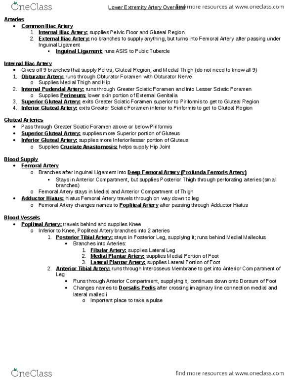 PT 5131 Lecture Notes - Deep Artery Of The Thigh, Piriformis Muscle, Foramen thumbnail