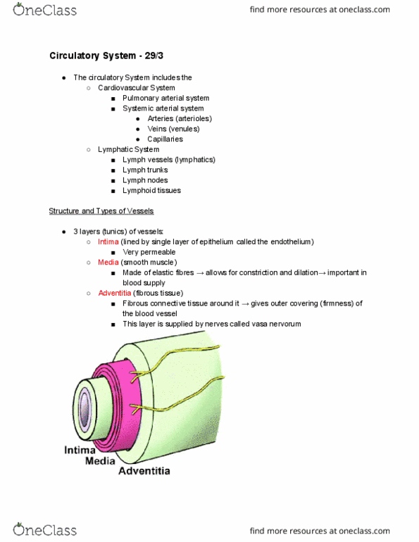 ANAT20006 Lecture Notes - Lecture 12: Connective Tissue, Lymph Node, Blood Vessel thumbnail