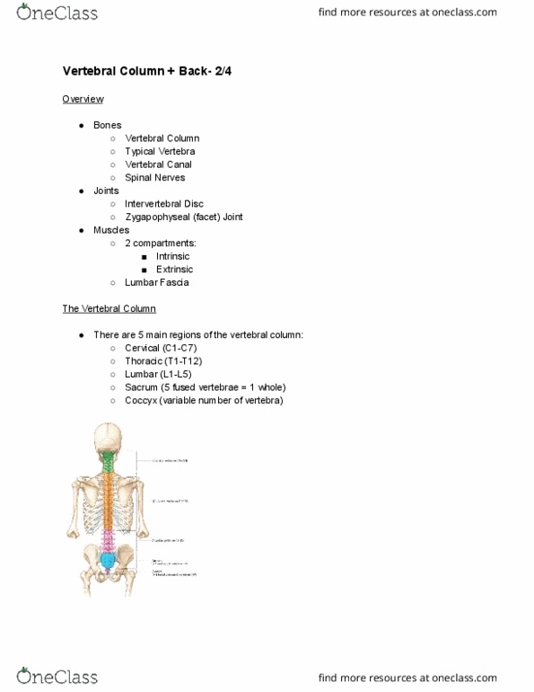 ANAT20006 Lecture Notes - Lecture 13: Spinal Canal, Spinal Nerve, Outer Ear thumbnail