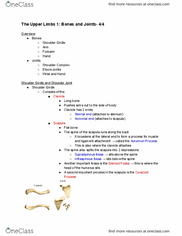 ANAT20006 Lecture Notes - Lecture 14: Coracoid Process, Flat Bone, Scapula thumbnail